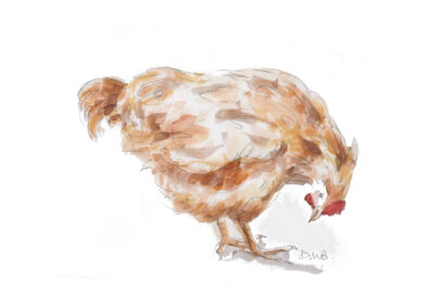 hen
